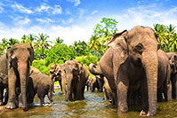 Pinnawala-200x133